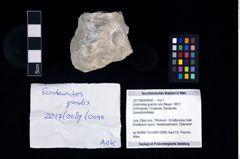 Foto (Objekt + Etikett) von Eodromites grandis (von Meyer, 1857)  (NHMW-GEO-2017-0089-0040)